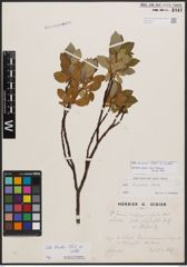 Salix bicolor Ehrh. ex Willd.